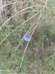 Lycianthes lycioides, photograph author not stated, no rights reserved