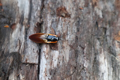 Semiotus luteipennis