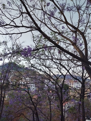 Jacaranda mimosifolia