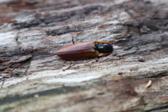 Semiotus luteipennis