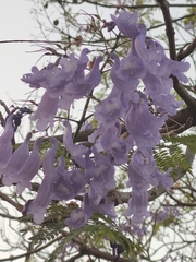 Jacaranda mimosifolia