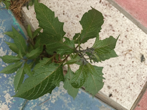 Solanum polytrichostylum