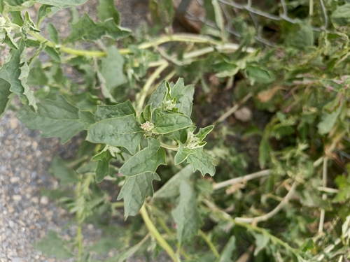 Atriplex suberecta, photograph 5