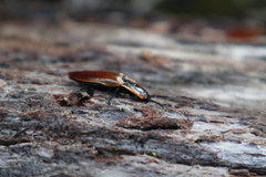 Semiotus luteipennis