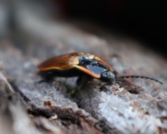 Semiotus luteipennis