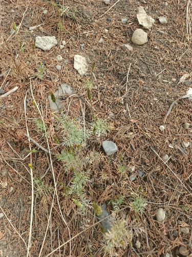 Bidens triplinervia, photograph 4