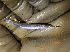 Hyporhamphus