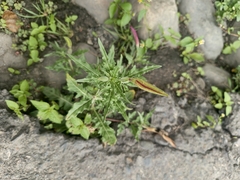 author not stated, no rights reserved Oenothera tetraptera, photograph author not stated, no rights reserved