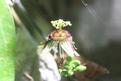 Mayan Passionflower (Passiflora xiikzodz)