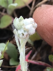 Micropus californicus