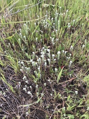 Micropus californicus