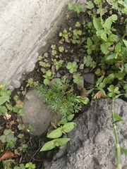 author not stated, no rights reserved Lepidium bipinnatifidum, photograph author not stated, no rights reserved