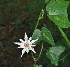 Passiflora capsularis