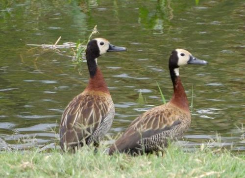 White-faced Whistling-Duck