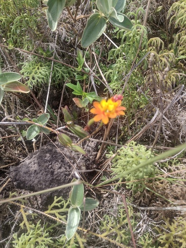 Epidendrum fulgens, photograph 4