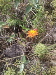 Epidendrum fulgens, photograph (c) Clarice Dorocinski, some rights reserved (CC BY)