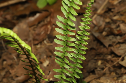 ebony spleenwort (Asplenium platyneuron)