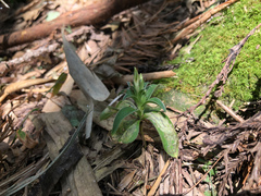 Gentiana bambuseti