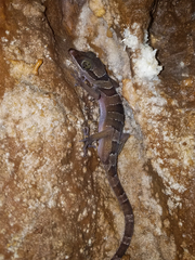 Cyrtodactylus lekaguli