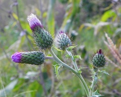 Cirsium mexicanum