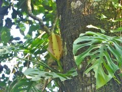 Monstera siltepecana