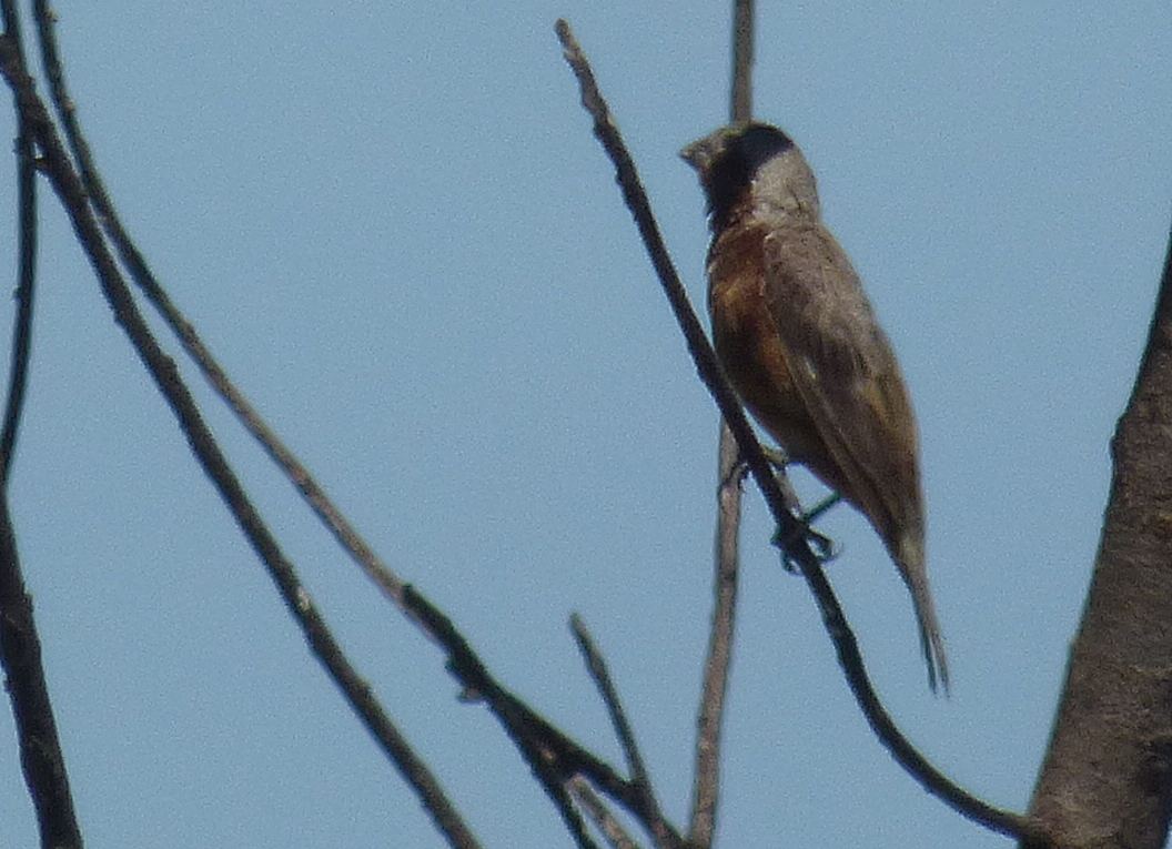 Rufous-rumped Seedeater illustration