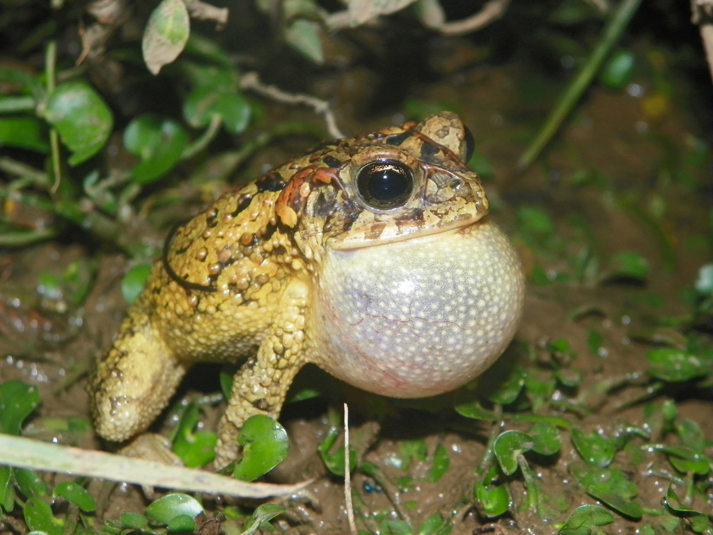 Porter's Toad