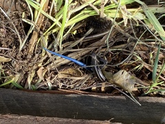 Plestiodon skiltonianus interparietalis