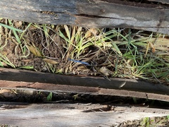 Plestiodon skiltonianus interparietalis