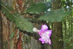 Disocactus nelsonii