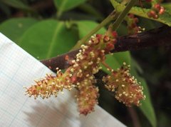 Broussonetia kaempferi