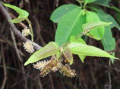 Broussonetia kaempferi