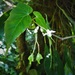 Begonia yunckeri - Photo (c) delmer jonathan,  זכויות יוצרים חלקיות (CC BY-NC), הועלה על ידי delmer jonathan