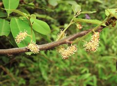 Broussonetia kaempferi