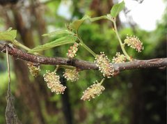 Broussonetia kaempferi