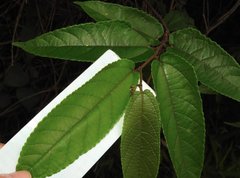 Broussonetia kaempferi