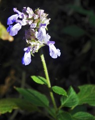 Salvia mocinoi