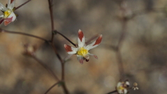 Nemacladus rubescens