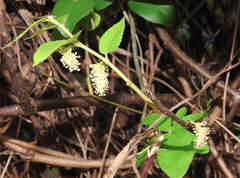 Broussonetia kaempferi