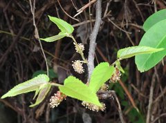 Broussonetia kaempferi