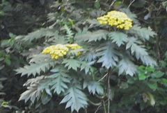 Bocconia arborea
