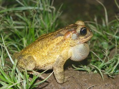 Incilius porteri