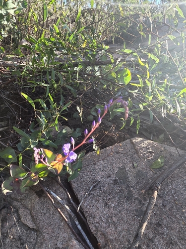 Veronica perfoliata
