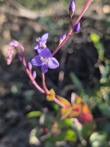 Veronica perfoliata, photograph 2