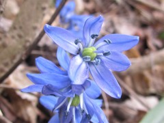 Scilla siberica