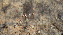 Nemacladus rubescens