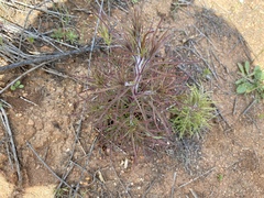 Cordylanthus rigidus