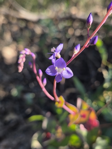Veronica perfoliata, photograph 3