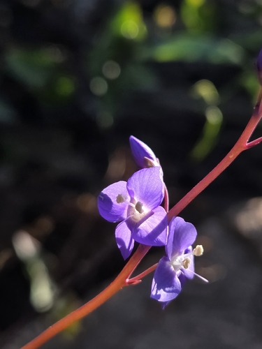 Veronica perfoliata, photograph 4