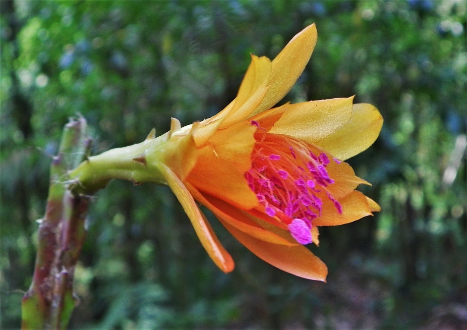 Disocactus